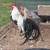 Rooster (Silver Duckwing Phoenix Bantam) 3 thumbnail
