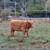 Scottish Highland Cattle 5 thumbnail