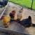 CHICKENS 3 thumbnail