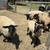 Purebred Suffolk Lambs 2 thumbnail