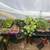 Seedlings 5 thumbnail