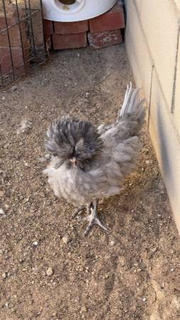 Polish Rooster Gallo - $25 (Pearblossom)63470808085121122