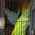 Indian ringnecks 8 thumbnail