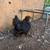 White black and Partridge silkies 2 thumbnail