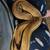 Ball python 4 thumbnail