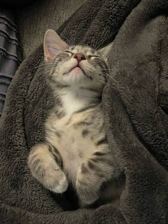 Kitten - 12 weeks (Canby)