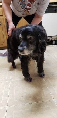 *Found* Cocker Spaniel Mix 1