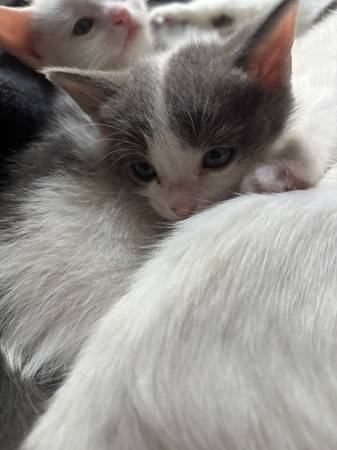 Kittens buscando hogares (Houston)606240756738959368