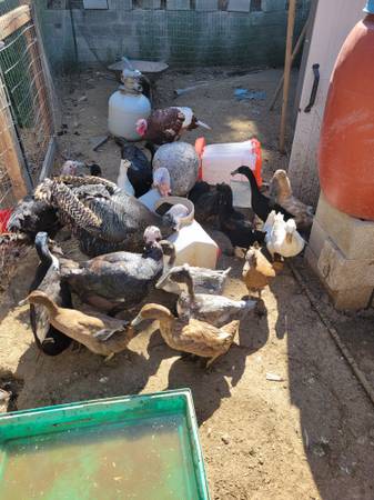 Título: LIQUIDACIÓN URGENTE DE AVES (East Wenatchee)