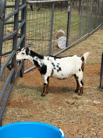 Nigerian dwarf goat Nannie’s for sale 1
