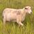 Female Sheep 4 thumbnail
