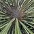 Madagascar Palms, affordable 12 thumbnail