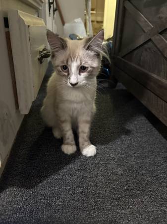 Siamese cat 1