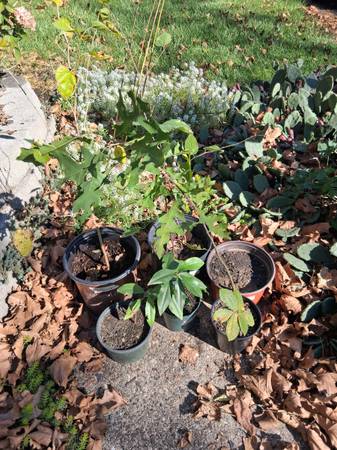 Free Tree Saplings 1