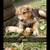 German Shepherd/Australian Shepherd pups 2 thumbnail