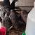 Quails 1 thumbnail