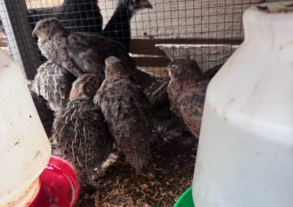 Quails 1