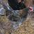 Isbar silverudd pullets, olive egger cochin pullets 16 thumbnail