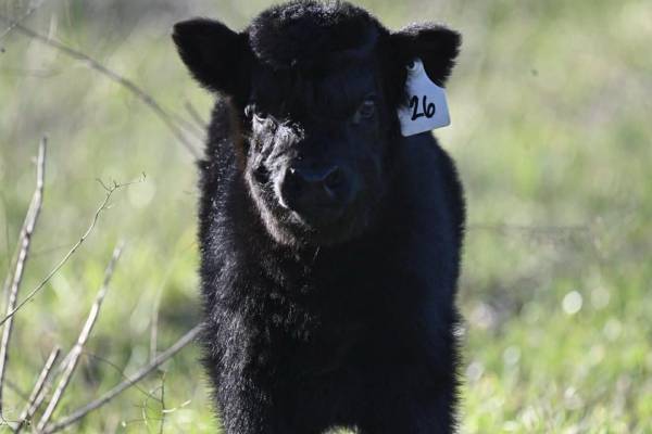 Mini calf 1