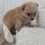 Eight weeks old pom 23 thumbnail