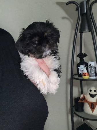 Cachorro hembra de Shih Tzu577484465185105921