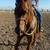 Ranch Gelding 1 thumbnail