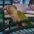 lost conure bird 3 thumbnail
