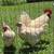 American Bresse 1 thumbnail
