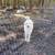 Full blooded Great Pyrenees puppies 4 thumbnail