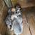 Puggles 5 thumbnail