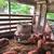Pig,piglets 2 thumbnail