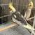 Cockatiels 3 thumbnail