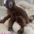 Standard poodle STUD 11 thumbnail