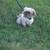 Shihtzu 5 thumbnail
