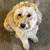 All Dogs Obedience and PottyTraining*Guaranteed*and reasonable price 4 thumbnail
