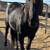 True Black APHA Colt 18 thumbnail