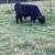 Registered Scottish Black Highland bull calf 4 thumbnail