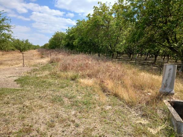 Fruit tree pruning, rock laid, all trash and junk removal all initial 1