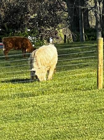 Highland Bull 1