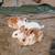 Mini Rex 1 thumbnail