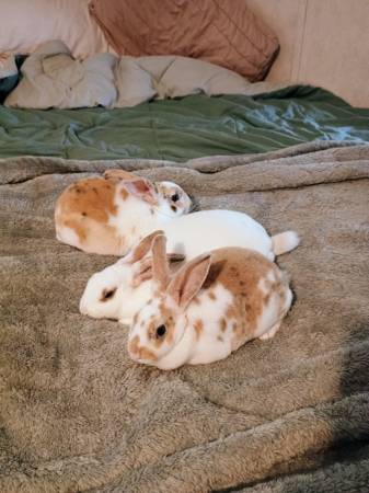 Mini Rex 1