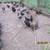 Chickens 1 thumbnail