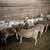 Kathadin sheep ewe lambs 2 thumbnail