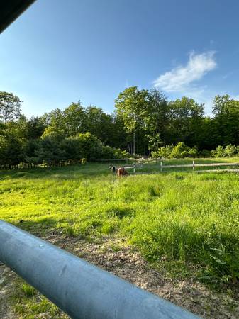 Horse Boarding 1