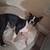 M/F Boston Terriers 6 thumbnail