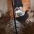 Pullets 4 thumbnail