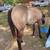 APHA yearling filly 4 thumbnail