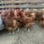 Isa brown chickens 1 thumbnail