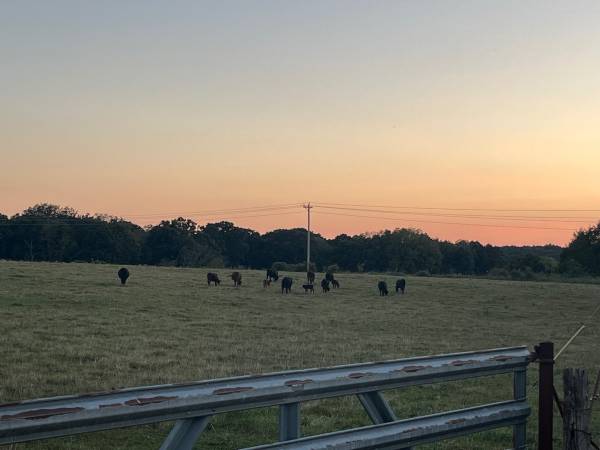 Seeking pasture for rent 1