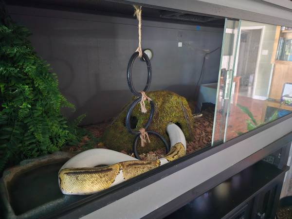 Pied ball python snake 1